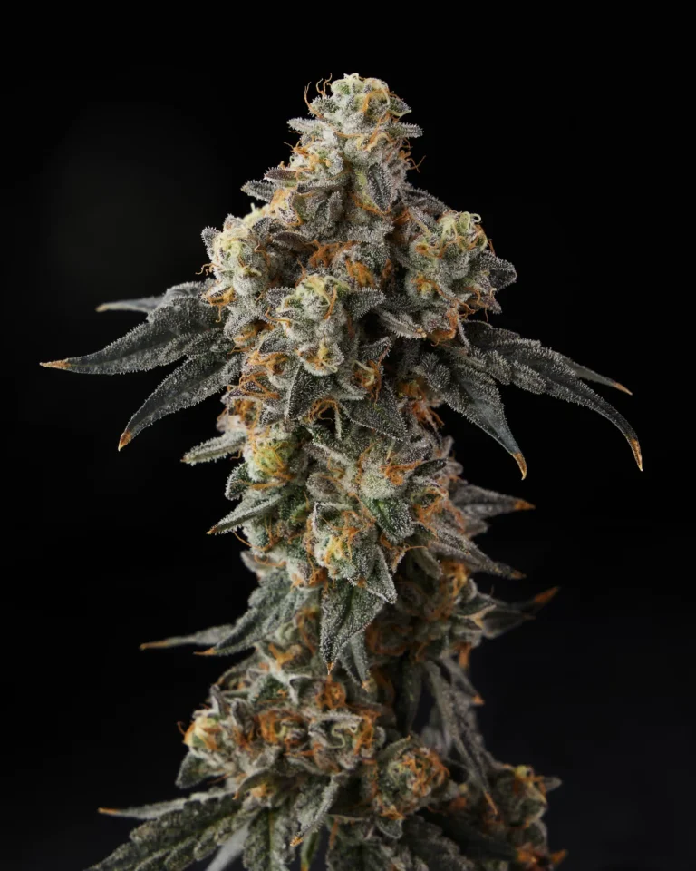Flower Closeup of Fiber Optic Cannabis Strain
