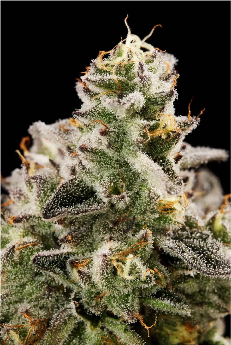 Flower Closeup of Juice Leak Cannabis Strain