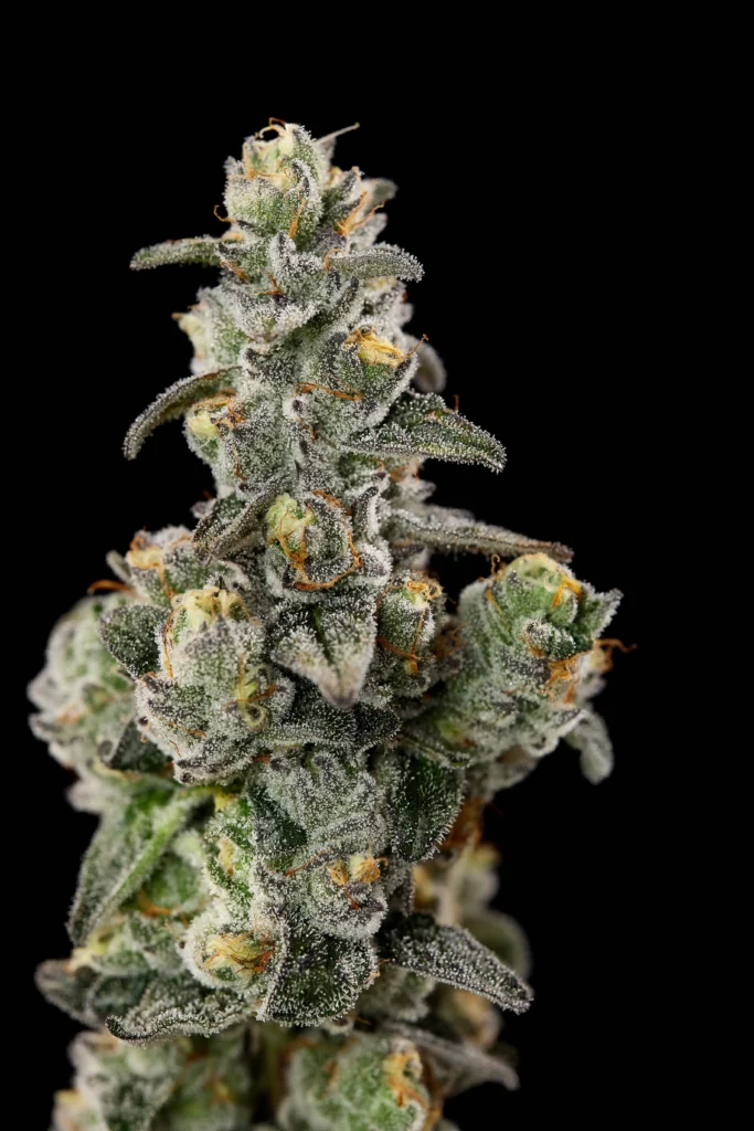 Flower Closeup of Pie Guy Cannabis Strain