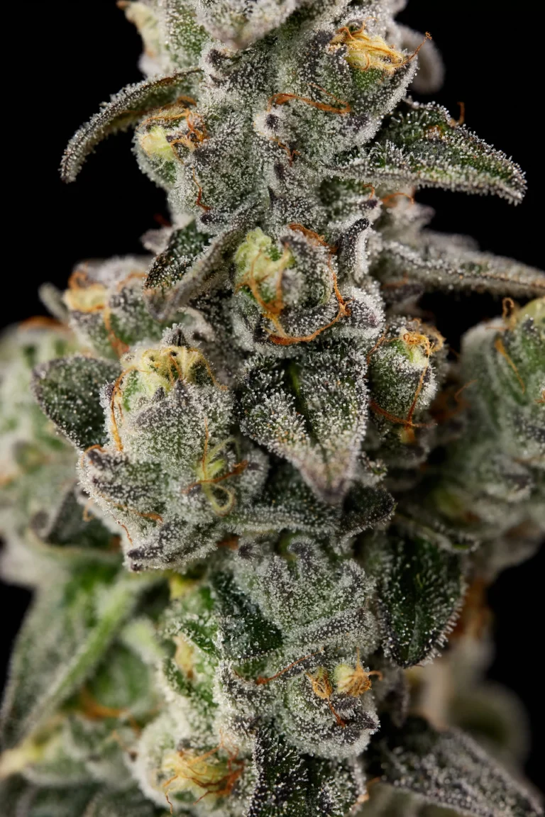 Flower Closeup of Pie Guy Cannabis Strain