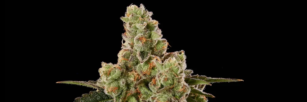 Flower Closeup of Granadilla Cannabis Strain