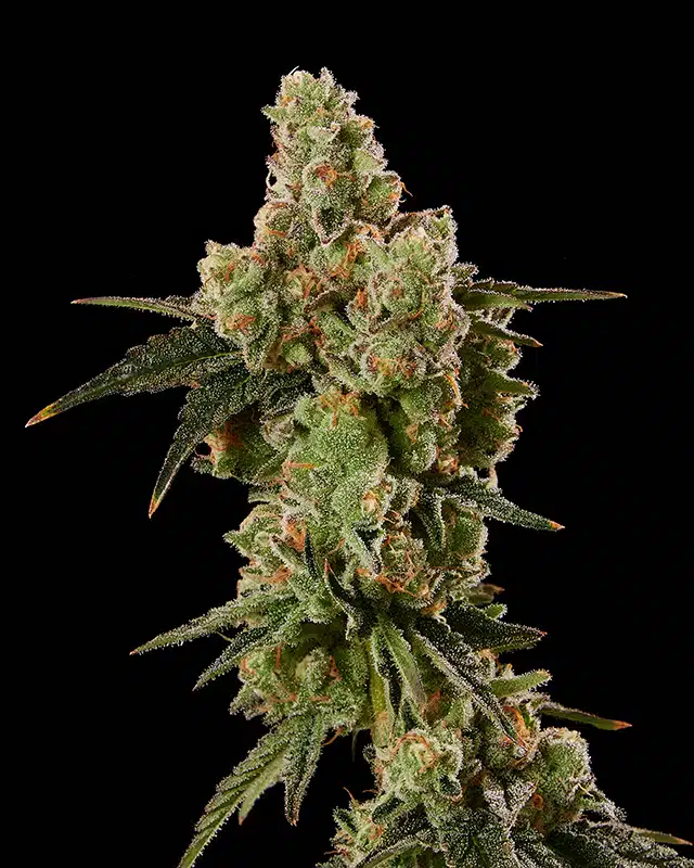 Flower Closeup of Granadilla Cannabis Strain