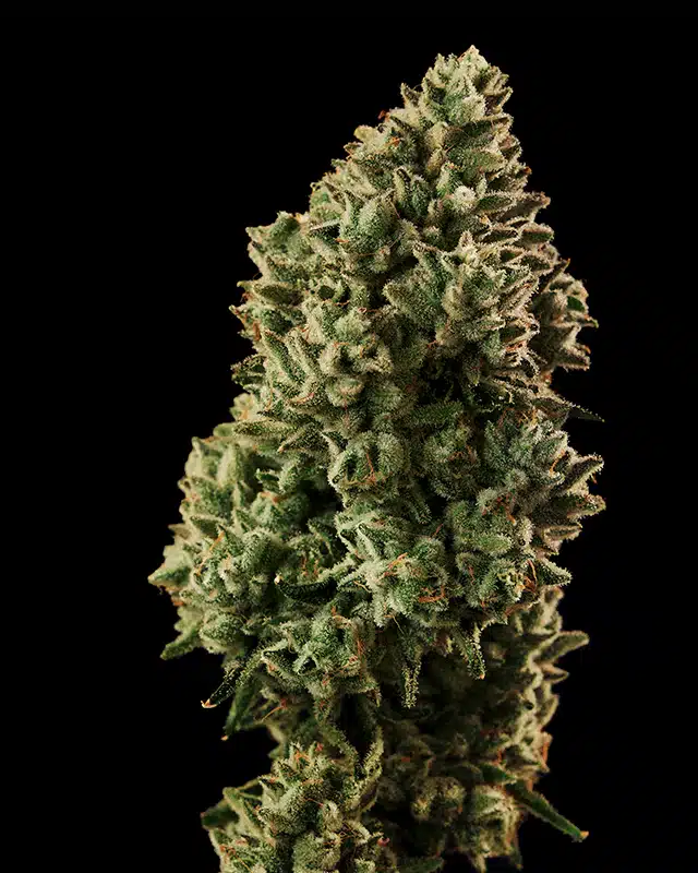 Close-up of G-Code 2.0 cannabis strain flower with visible trichomes and orange pistils.