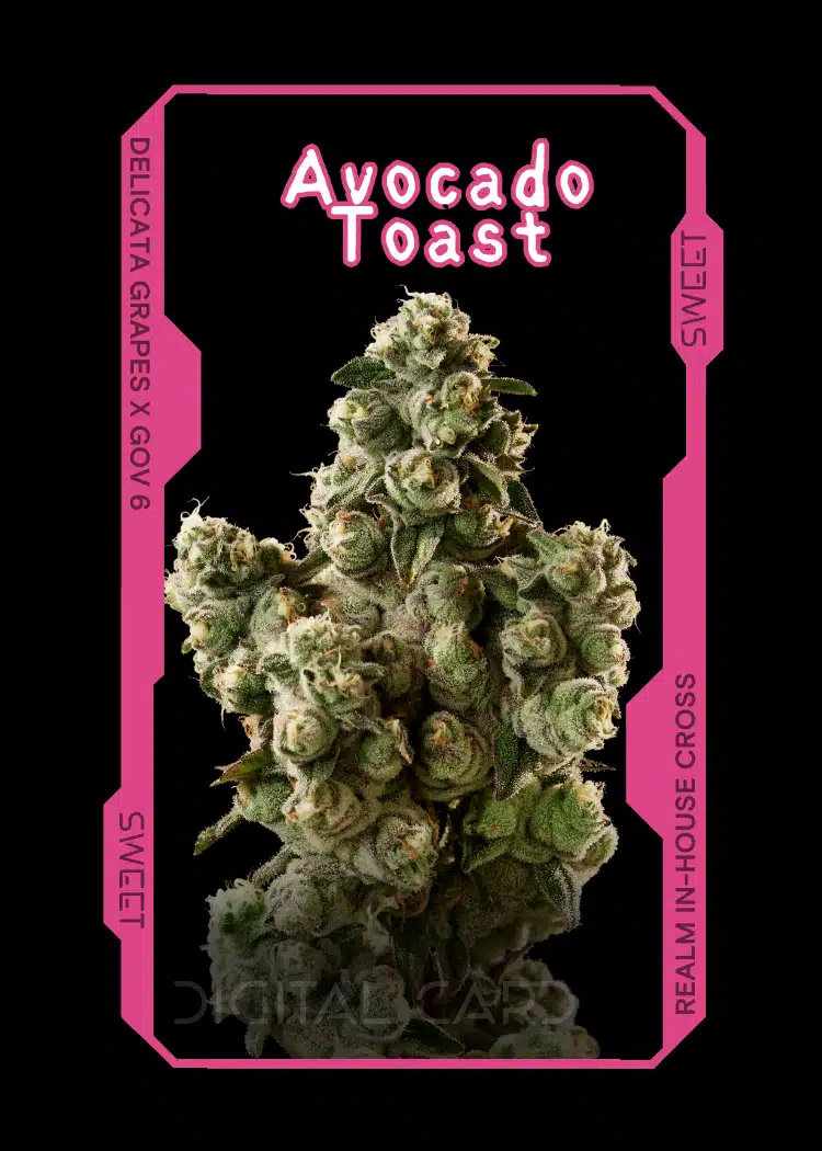 Avocado Toast Cannabis Strain Trading Card