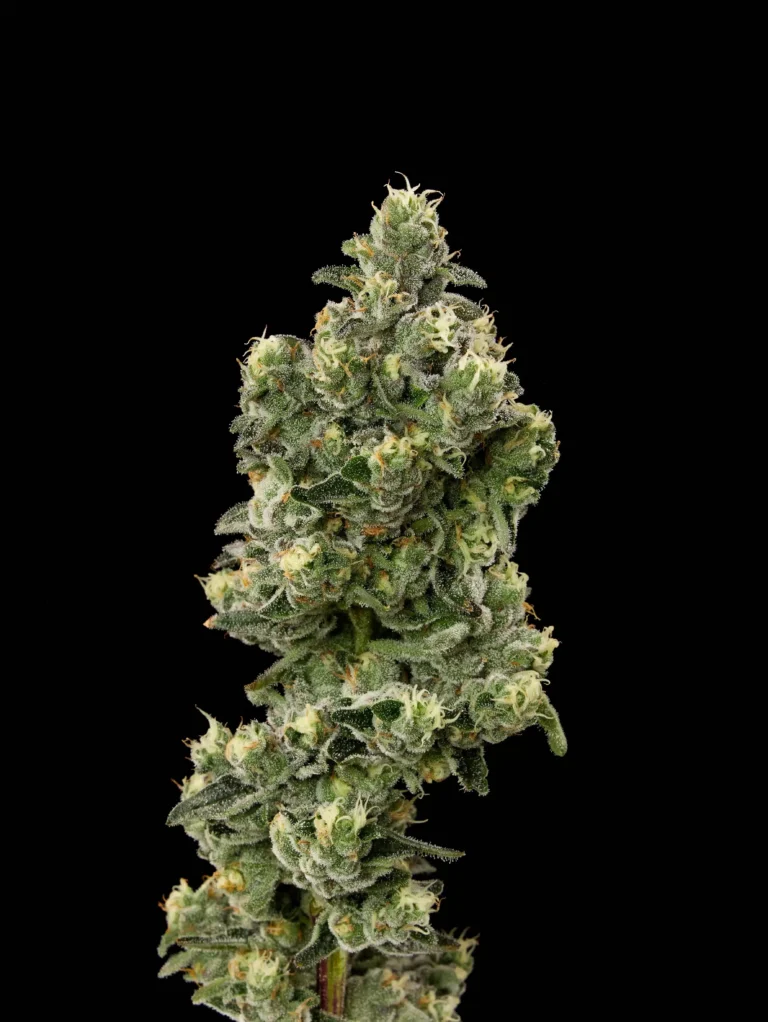 Flower closeup of Stacks on Stacks cannabis strain