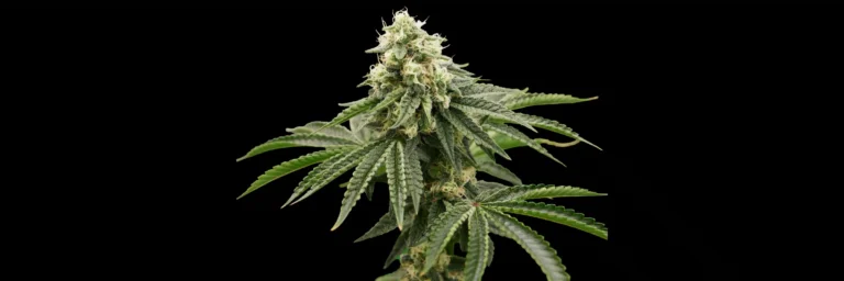 blueberry cupcake cannabis strain