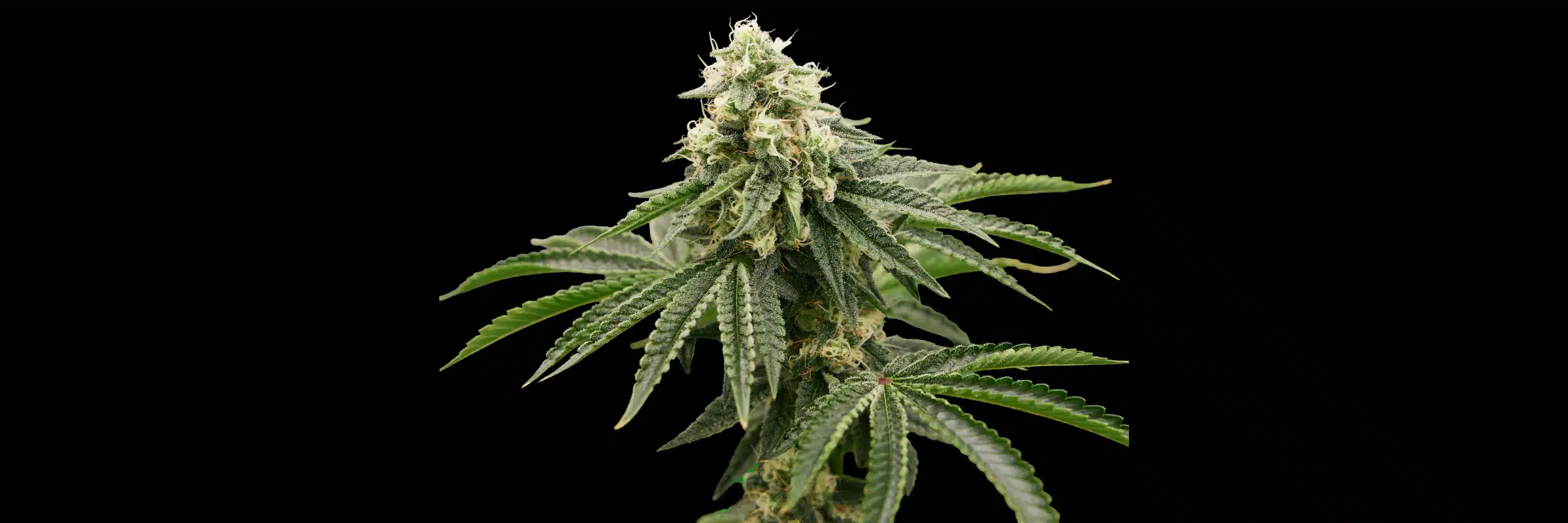 blueberry cupcake cannabis strain