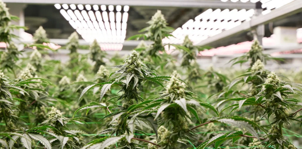 Flowering Blueberry Cupcake cannabis plants growing at the Garden Remedies Fitchburg facility