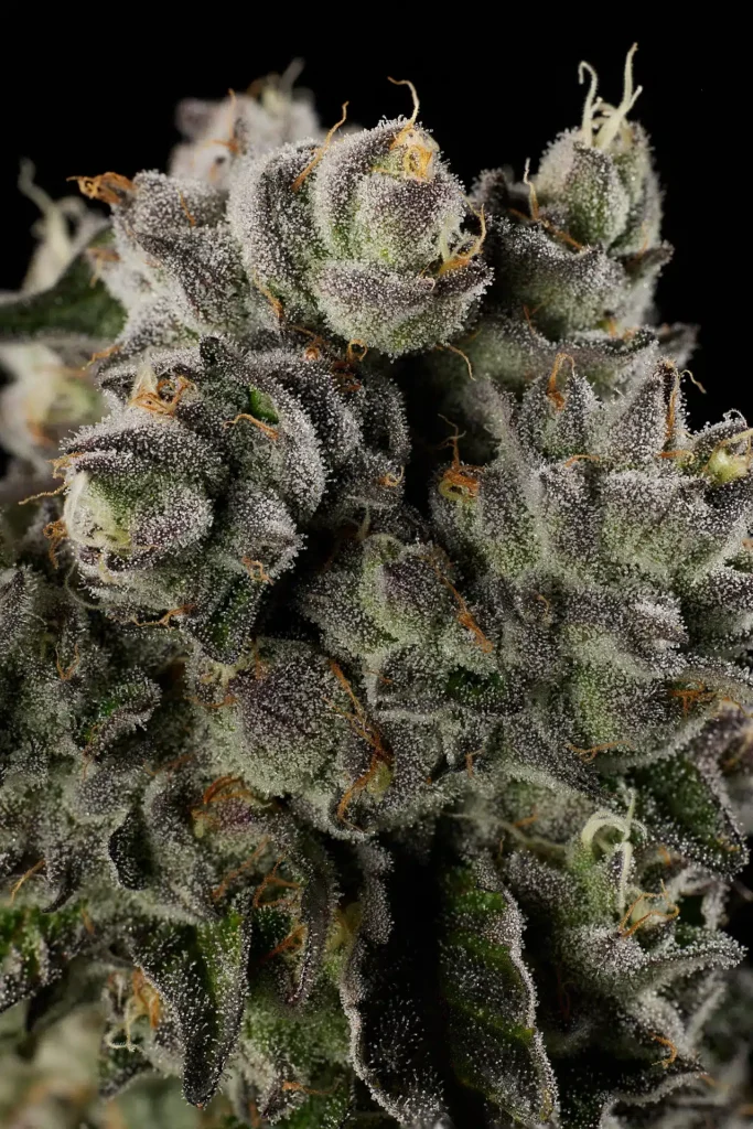 Fruits Basket Macro Flower Shot