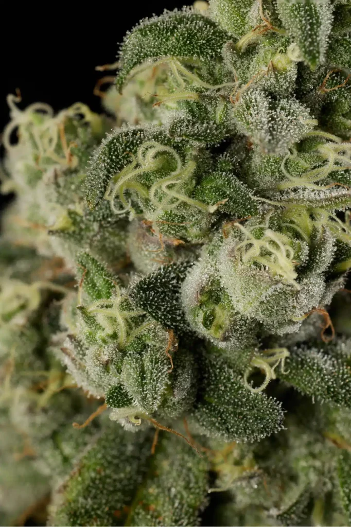 Maye-Day Cannabis Strain Closeup