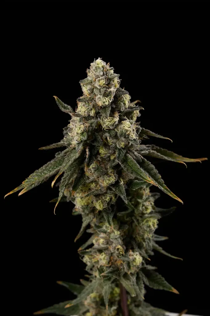 Moon Frost cannabis flower bud with trichomes by Garden Remedies