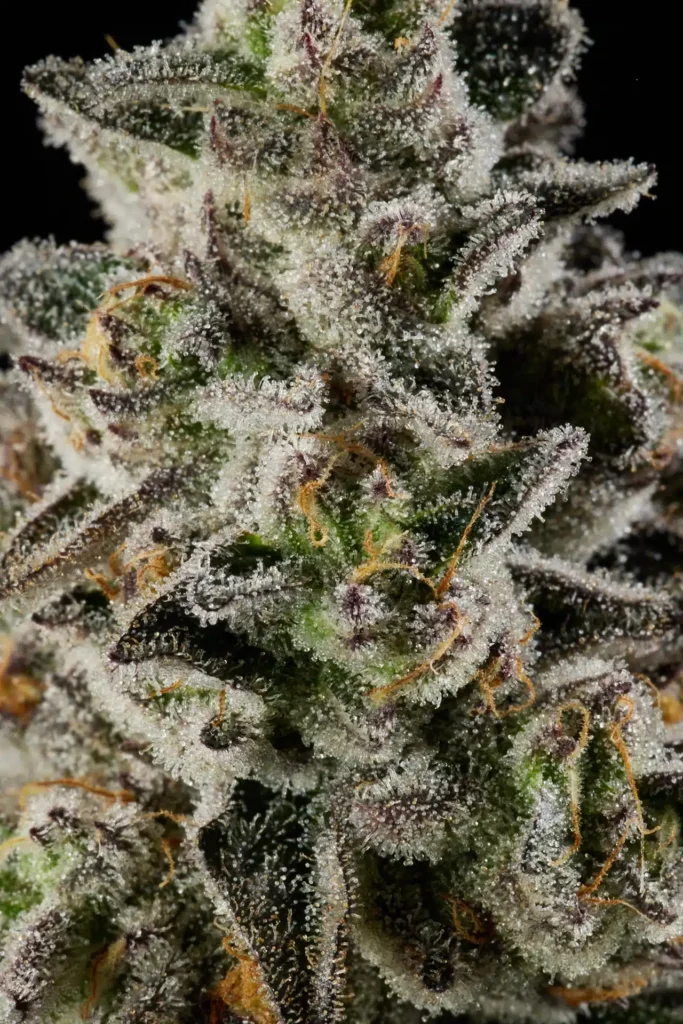 Macro closeup of Blue Ninja