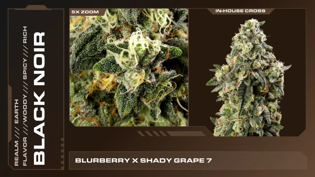 Composite of 2 closeups of Black Noir cannabis strain