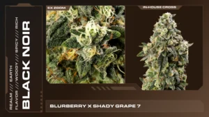 Composite of 2 closeups of Black Noir cannabis strain