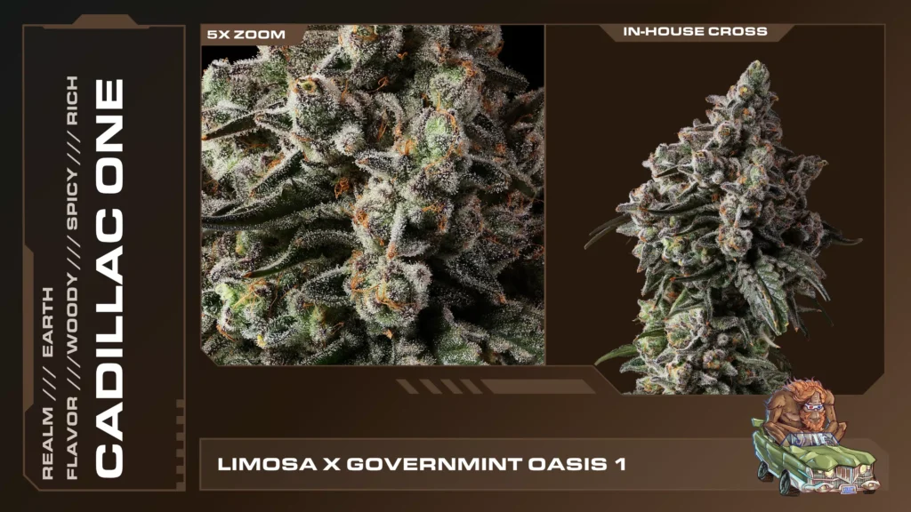 Composite of 2 closeups of Cadillac One cannabis strain