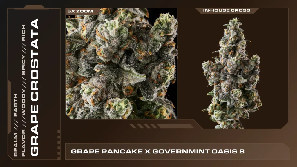Composite of 2 closeups of Grape Crostata cannabis strain