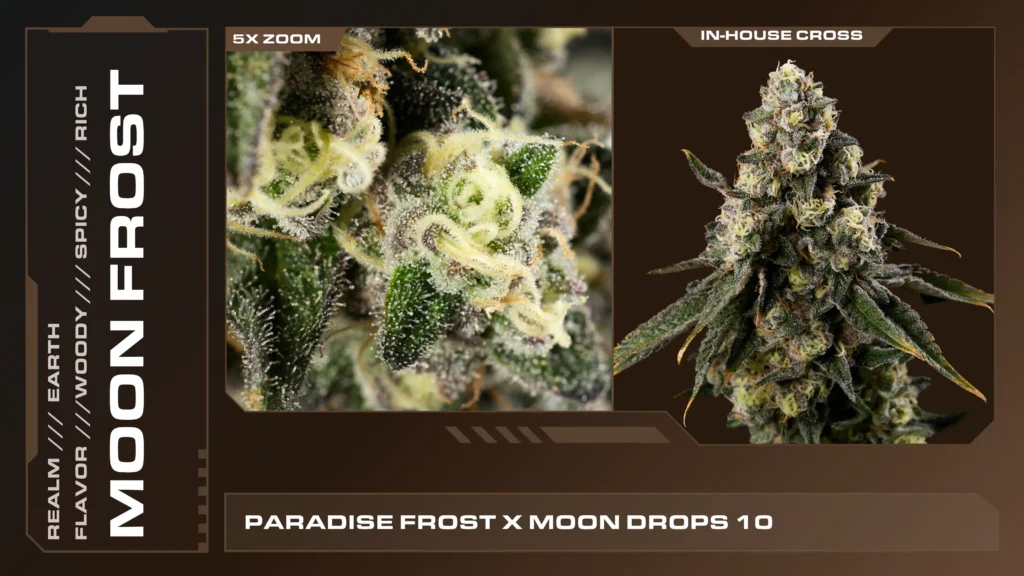 Composite of 2 closeups of Moon Frost cannabis strain