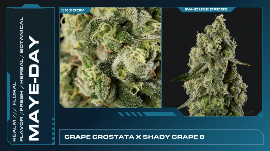 Composite of 2 closeups of Maye-Day cannabis strain