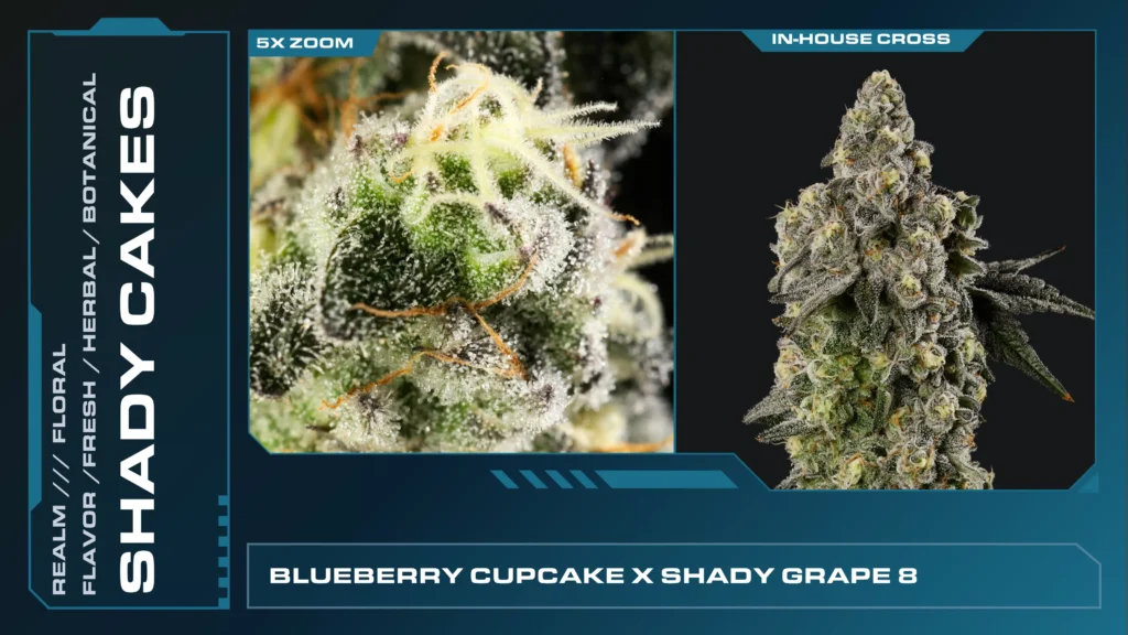 Composite of 2 closeups of Shady Cakes cannabis strain