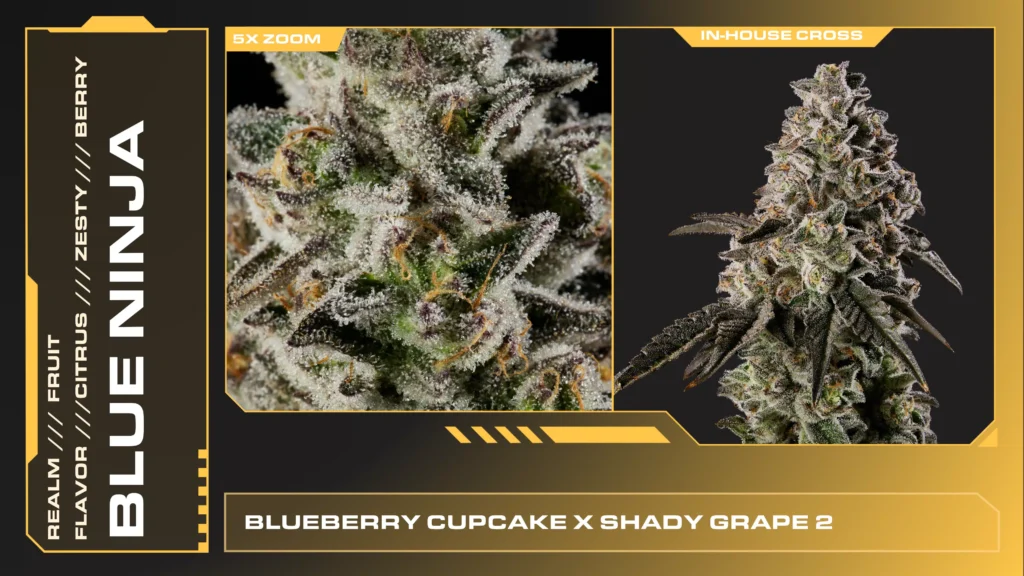 Composite of 2 closeups of Blue Ninja cannabis strain