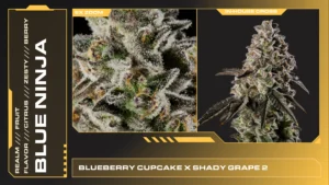 Composite of 2 closeups of Blue Ninja cannabis strain