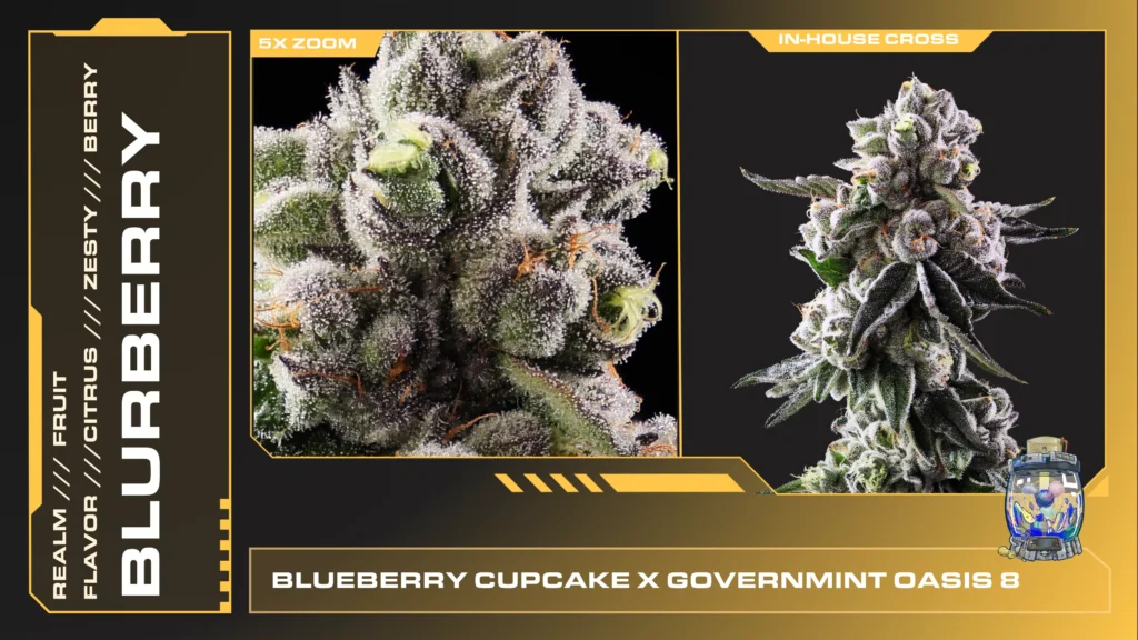 Composite of 2 closeups of Blurberry cannabis strain