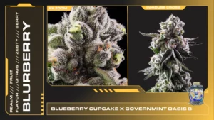 Composite of 2 closeups of Blurberry cannabis strain