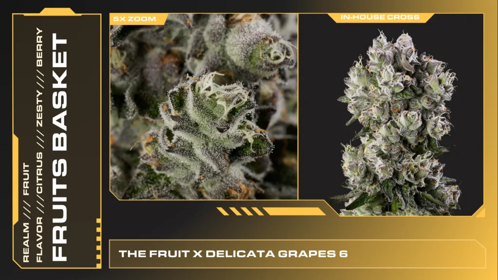 Composite of 2 closeups of Fruits Basket cannabis strain