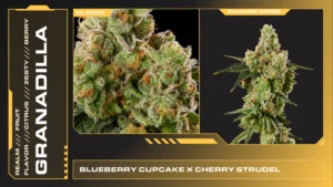 Composite of 2 closeups of Granadilla cannabis strain