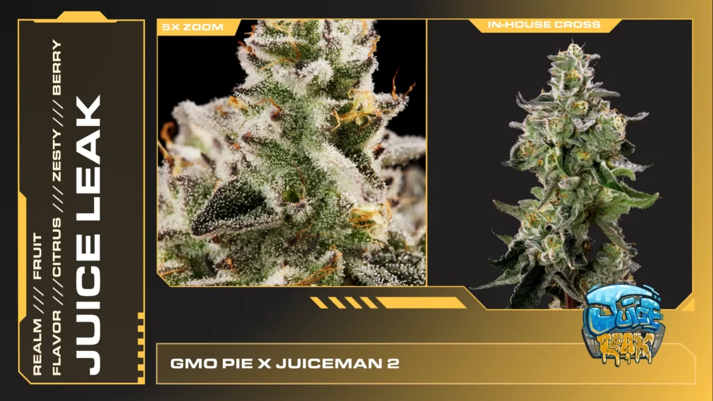 Composite of 2 closeups of Juice Leak cannabis strain