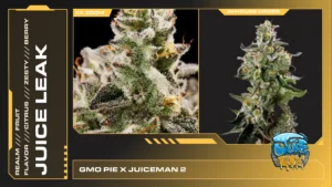 Composite of 2 closeups of Juice Leak cannabis strain