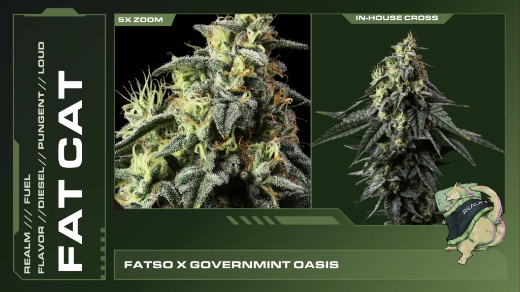 Composite of 2 closeups of Fat Cat cannabis strain