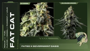 Composite of 2 closeups of Fat Cat cannabis strain