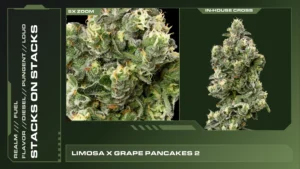 Composite of 2 closeups of Stacks on Stacks cannabis strain