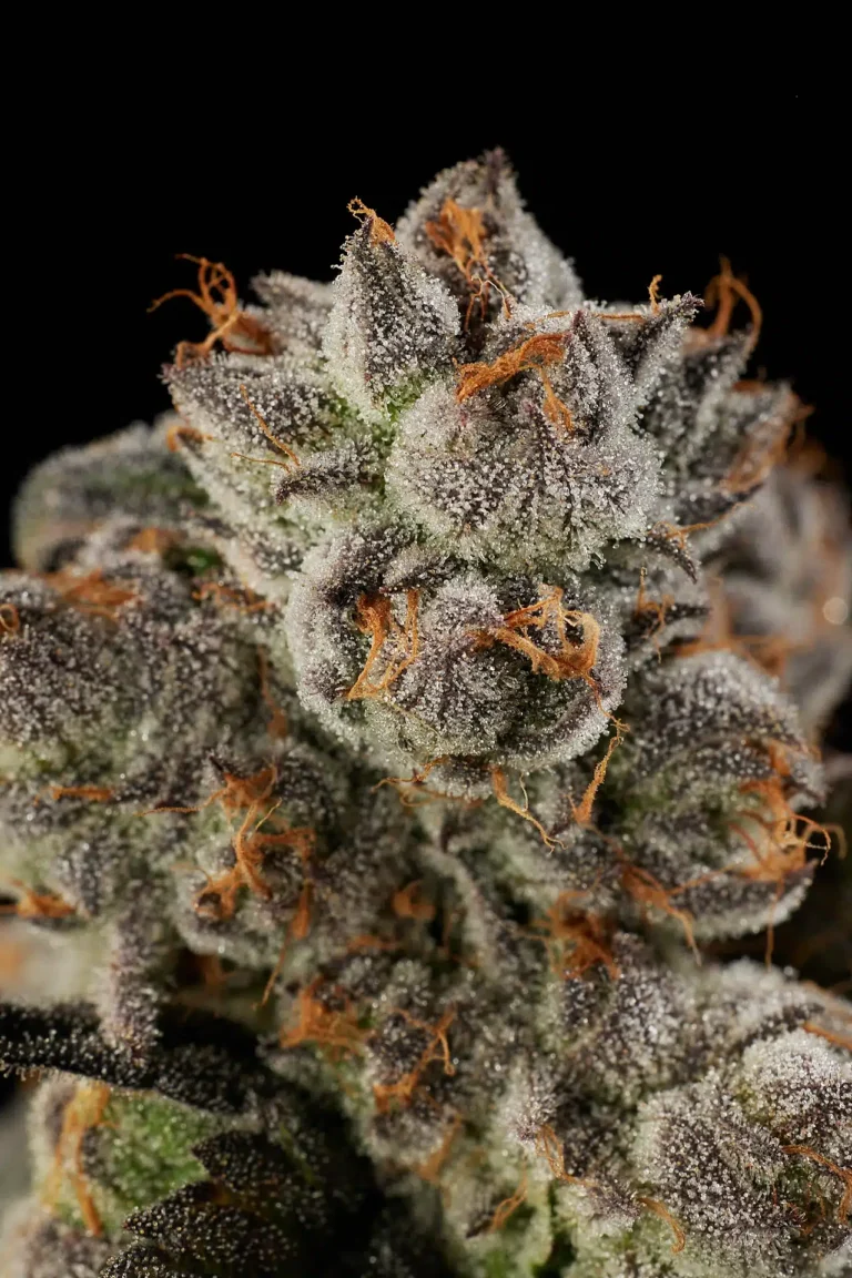 Macro closeup of Gloobz cannabis strain