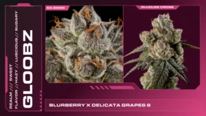 Composite of 2 closeups of Gloobz cannabis strain