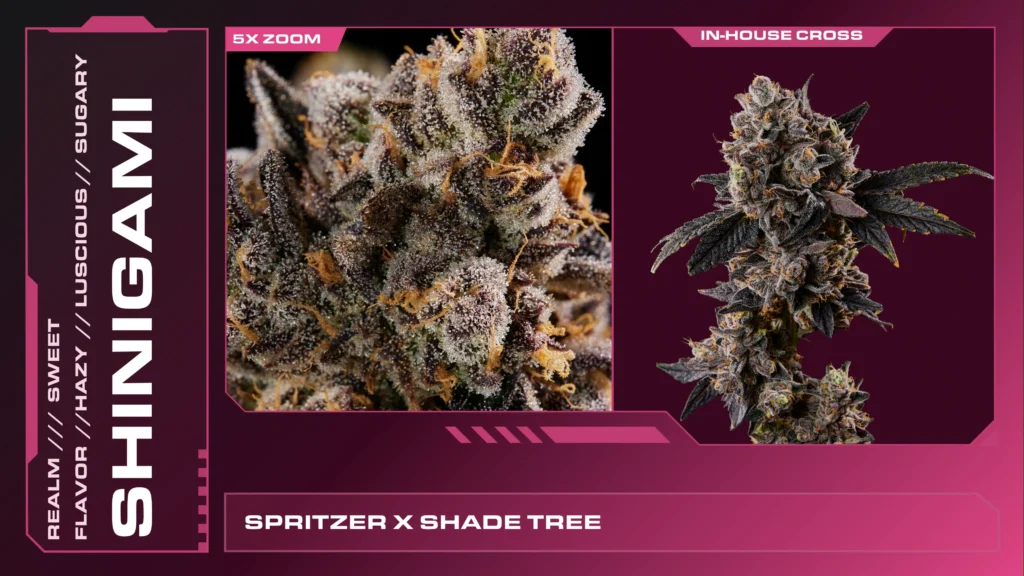 Composite of 2 closeups of Shinigami cannabis strain