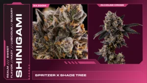 Composite of 2 closeups of Shinigami cannabis strain