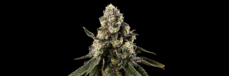 Close-up of Earth Realm Moon Frost cannabis bud covered in frosty trichomes