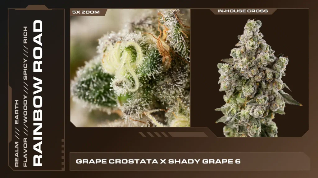 Rainbow Road cannabis strain display featuring a 5x zoomed trichome close-up, full flower bud, and Grape Crostata x Shady Grape 6 lineage.
