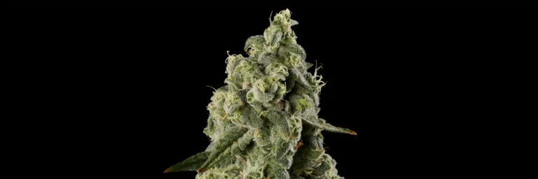 Close-up of a frosty green cannabis bud covered in trichomes against a black background