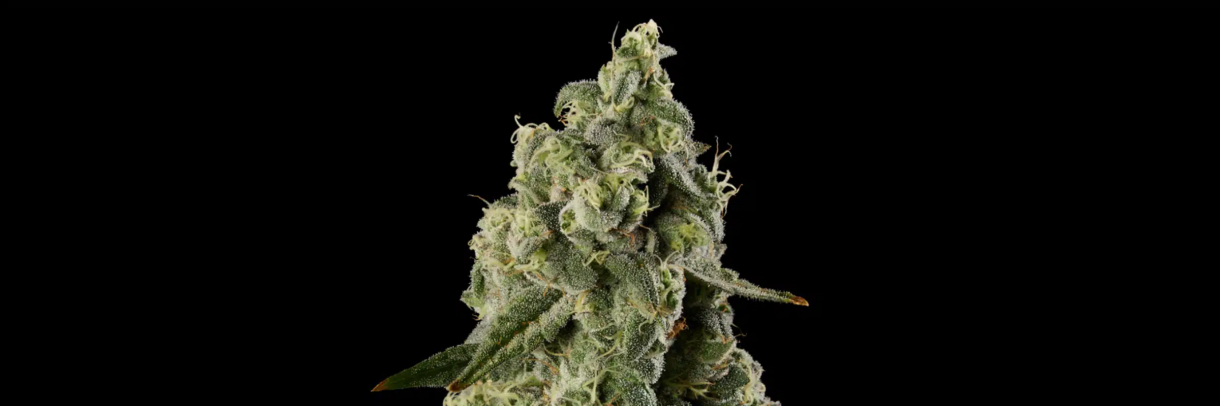Close-up of a frosty green cannabis bud covered in trichomes against a black background