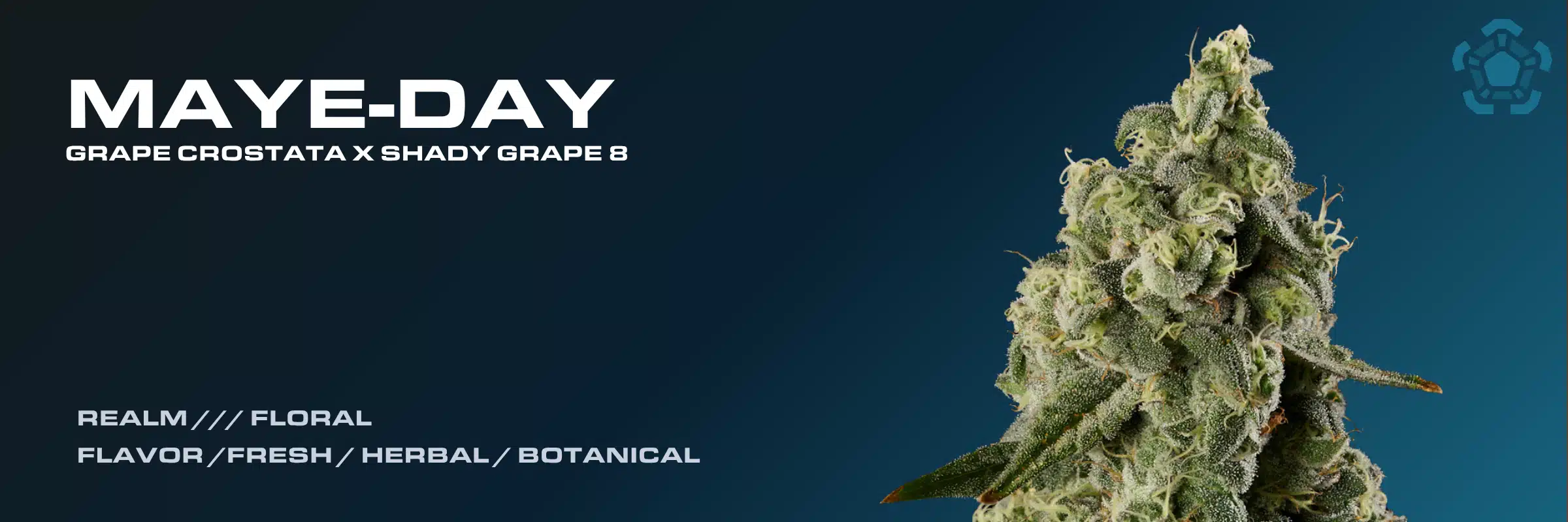 Maye-Day cannabis flower by Garden Remedies showing Grape Crostata x Shady Grape 8 lineage and fresh herbal botanical floral notes