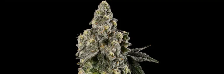 Close-up of a frosty Shady Cakes cannabis bud with dense trichomes and amber pistils.