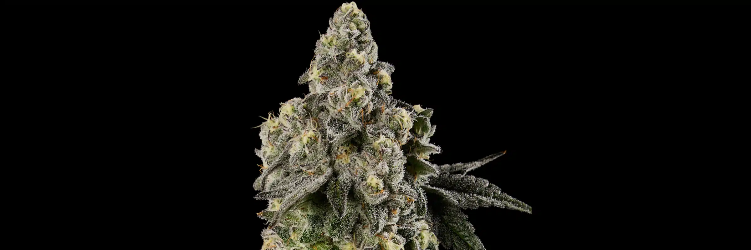 Close-up of a frosty Shady Cakes cannabis bud with dense trichomes and amber pistils.