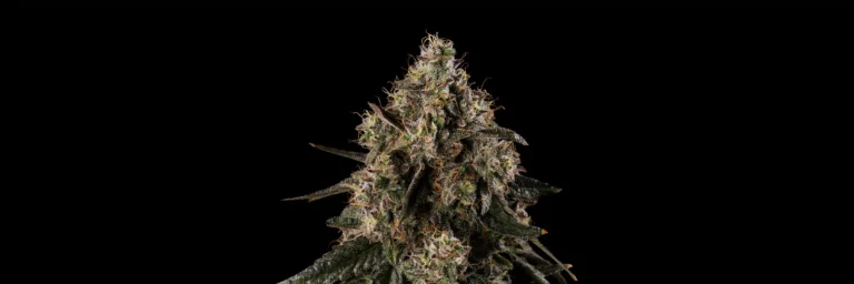 Close-up of Fruit Realm Fruit of the Moon cannabis flower featuring dense, resinous trichomes and orange pistils.