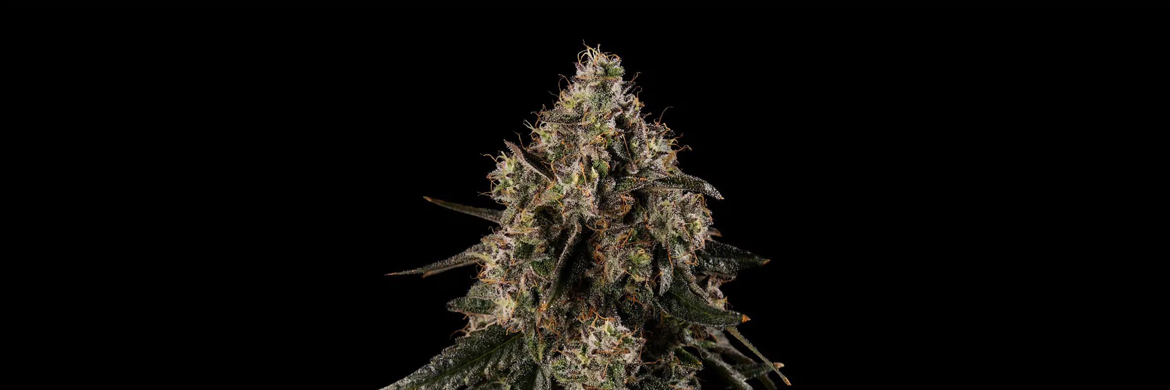 Close-up of Fruit Realm Fruit of the Moon cannabis flower featuring dense, resinous trichomes and orange pistils.