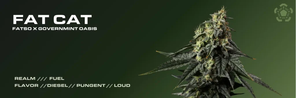 Fat Cat cannabis strain banner by Garden Remedies featuring Fatso x Governmint Oasis lineage and Fuel realm flavor profile.