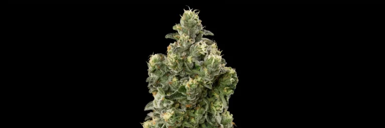 Fuel Realm Stacks on Stacks cannabis strain bud by Garden Remedies