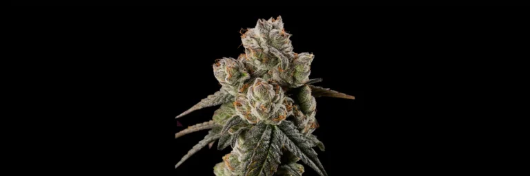 Sweet Realm Gloobz cannabis bud close-up with trichomes and orange pistils